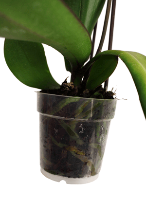 Lo que necesitas saber sobre las raíces de las orquídeas.