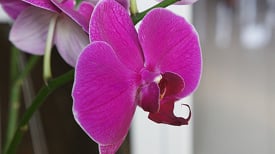 ¡Las orquídeas son más comunes de lo que piensas!