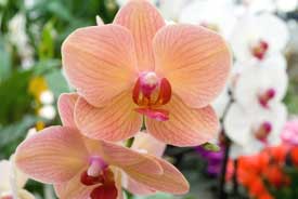Nombres de orquídeas explicados