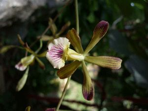Descubren dos nuevas especies de orquídeas en Cuba
