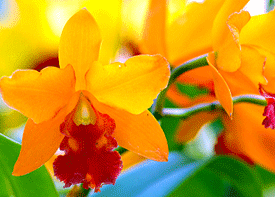El Smithsonian examina las orquídeas en busca de consejos de supervivencia