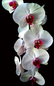 Las orquídeas Just Add Ice son decoraciones de mesa perfectas para eventos de primavera