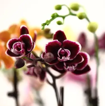 Mantén tu orquídea saludable con 3 fantásticos consejos