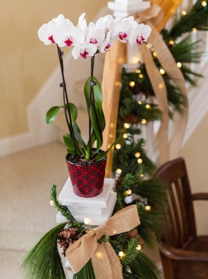 Ideas de regalos navideños de Just Add Ice® Orchids