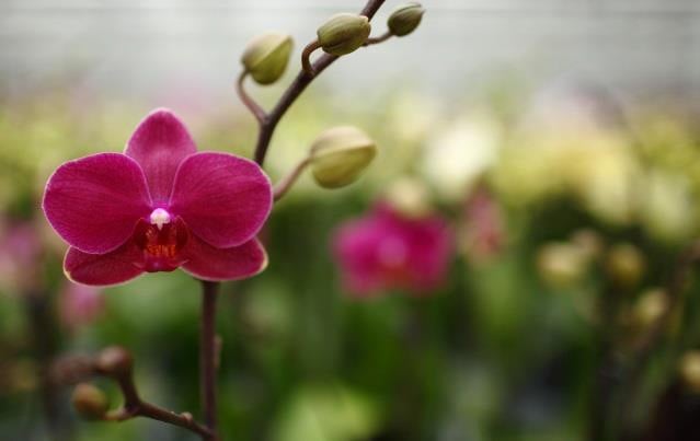 El jabón insecticida mantiene limpia tu orquídea