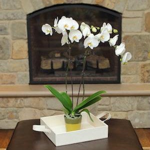 Por qué deberías tener orquídeas en tu casa este invierno