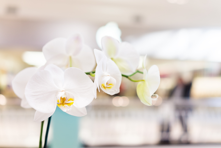 4 razones por las que las orquídeas son la flor definitiva para San Valentín