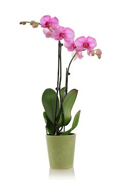 Todo lo que necesitas saber sobre el cuidado de las orquídeas