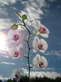 El calor y la humedad excesivos ponen a las orquídeas en riesgo de enfermedades