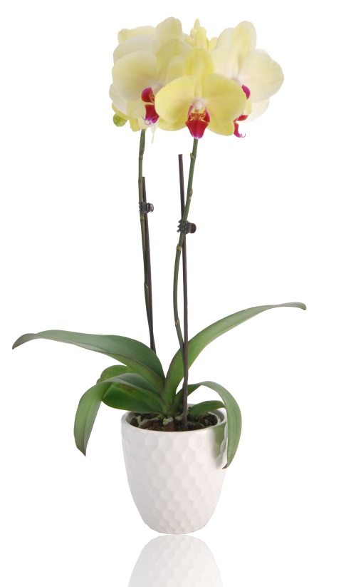 Cómo eliminar las hojas viscosas de tu orquídea Phalaenopsis