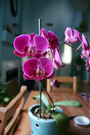 ¿Cómo crecen las orquídeas?