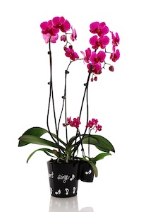 7 consejos para que tu macetero de orquídeas sea único