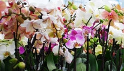 Cuidados básicos de las orquídeas Phalaenopsis