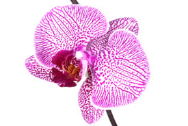 Datos sobre la familia de las orquídeas: primera parte