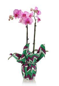 Las orquídeas son el regalo perfecto para estas fiestas de marzo pasadas por alto