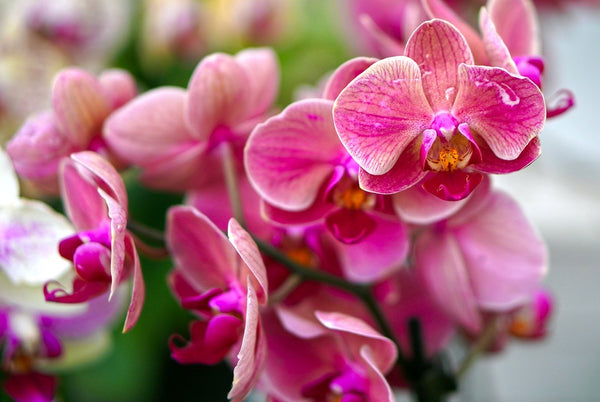 Esto asegurará que tus orquídeas duren mucho tiempo.