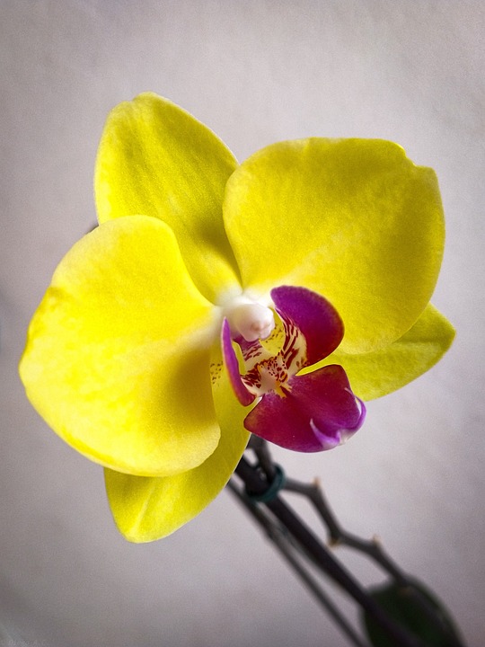 Orquídeas Phalaenopsis por color