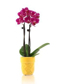 Usar mini orquídeas como regalo de recuerdo