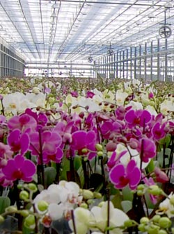 Enero es tiempo de exhibición de orquídeas