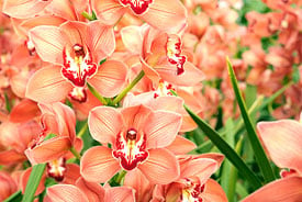 Orquídeas en la India: la experiencia completa de las orquídeas