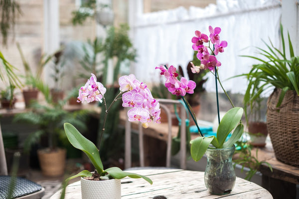 Destacados beneficios de las flores de orquídeas en casa