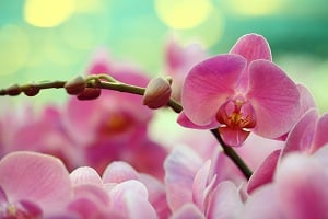 Las investigaciones demuestran que las orquídeas tienen una influencia positiva en las emociones