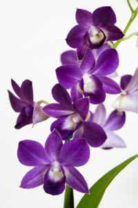 Orquídeas con nombres navideños – Primera parte