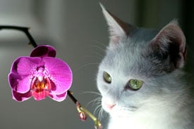 Las orquídeas y las mascotas pueden vivir juntas