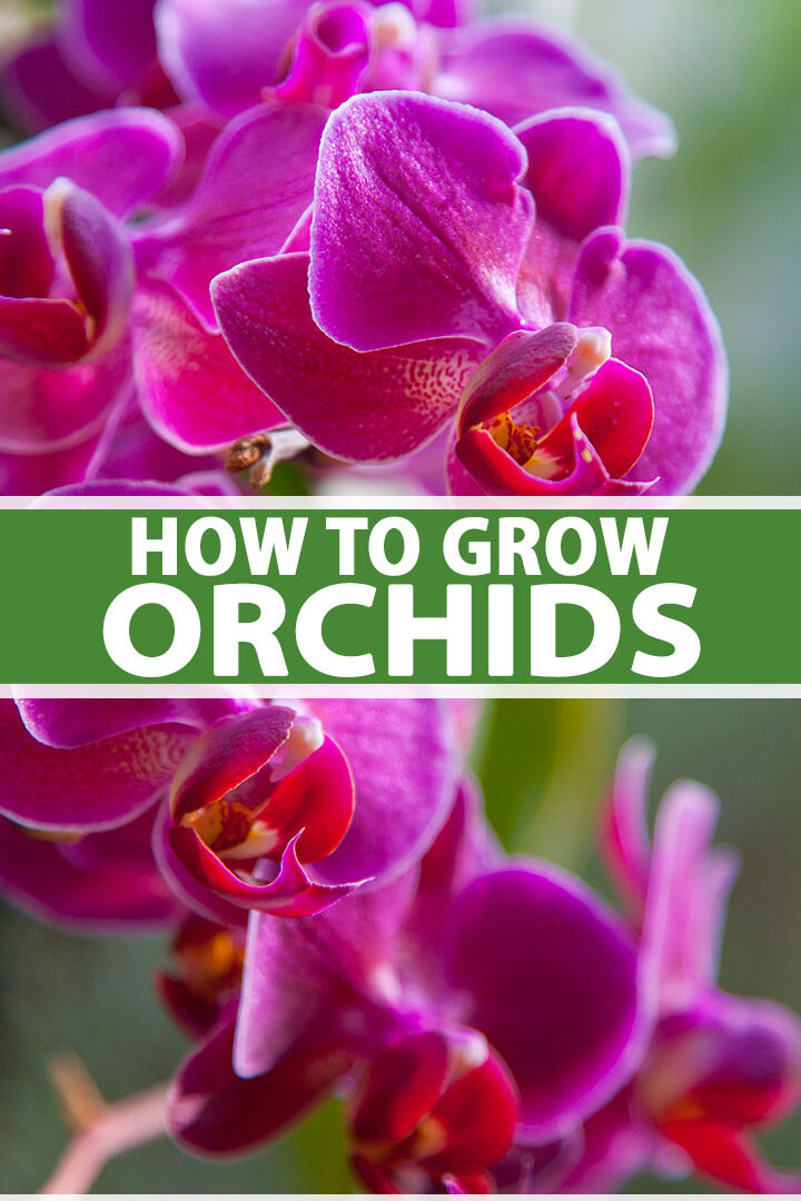 Orquídeas 101