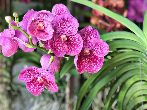 Cuidado de las orquídeas: cómo cultivar orquídeas Vanda