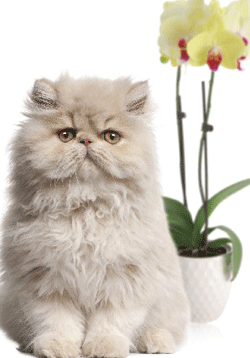 ¿Pueden convivir tu gato y tu orquídea?