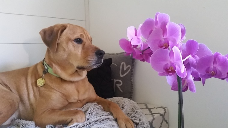 ¿Las orquídeas son plantas de interior seguras para las mascotas?