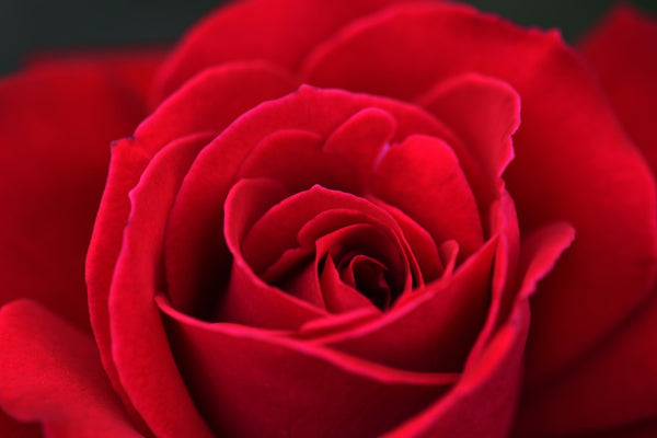 Datos fascinantes sobre tus rosas favoritas