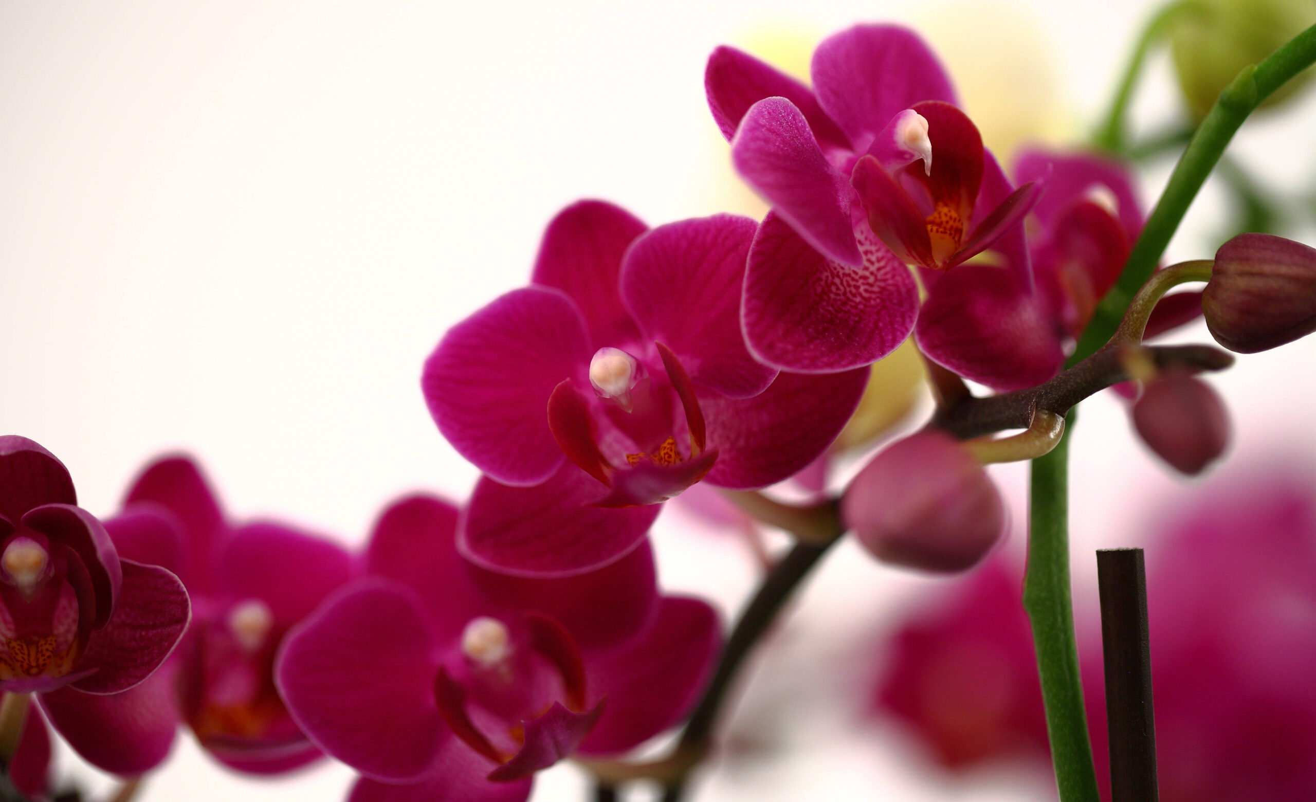 5 consejos inusuales para el cuidado de las orquídeas Phalaenopsis