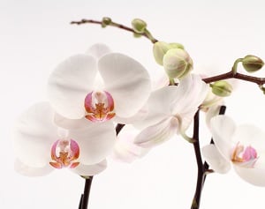 Phalaenopsis Amabilis: Descripción de las especies de orquídeas.