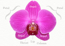 Un mapa de anatomía de las orquídeas Phalaenopsis