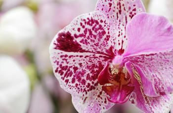 Respuestas a 5 preguntas frecuentes sobre el cuidado de las orquídeas Phalaenopsis