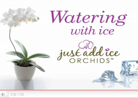Cuidados de orquídeas en YouTube