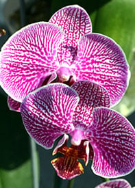 La pared de orquídeas agrega un toque tropical al frío Calgary