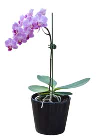 Estaca orquídeas Phalaenopsis para una gran exhibición