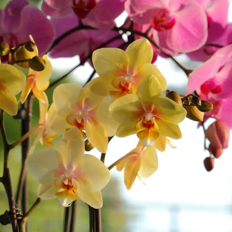Datos sobre la orquídea Phalaenopsis