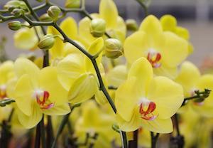 Todo lo que necesitas saber sobre la fertilización de las orquídeas Phalaenopsis