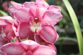 Acuarelas de orquídeas victorianas