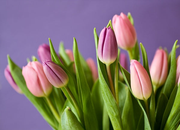 Flores en temporada: Abran paso a mayo