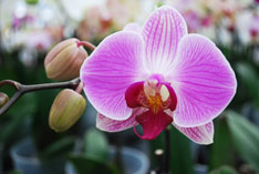 Simplemente agregue orquídeas de hielo: un regalo perfecto para el Día de la Madre