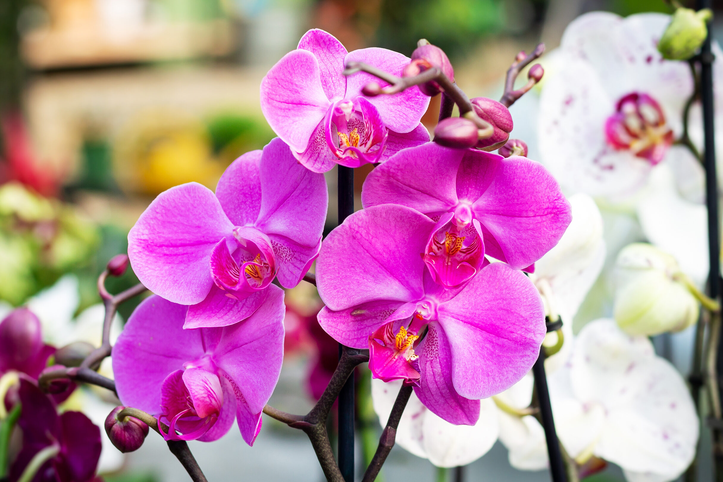¿Por qué mi orquídea no vuelve a florecer?