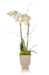Aquí le mostramos cómo transformar la orquídea comprada en la tienda en un arreglo impresionante.