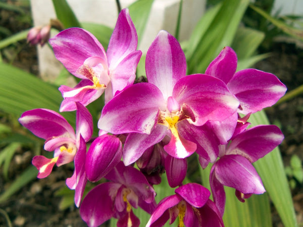 Espatoglotis, El Jardín De Las Orquídeas - Orchid Republic