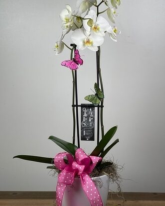 ¿Qué tierra para macetas es mejor para las orquídeas Phalaenopsis?