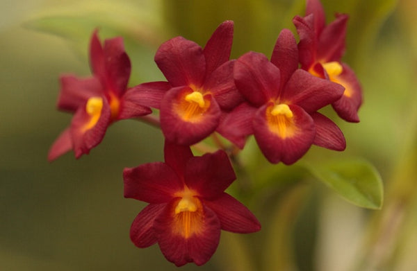 Orquídea cycnoches, la orquídea cisne